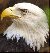 bald%20eagle%20left.jpg